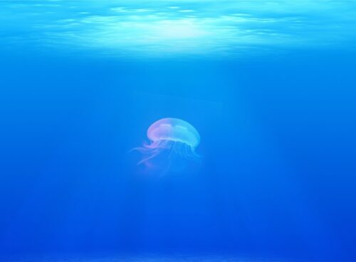 Acqua di Quinton : plasma marino raccolto in mare aperto e dalle ottime proprieta' terapeutiche 71 mare profondo